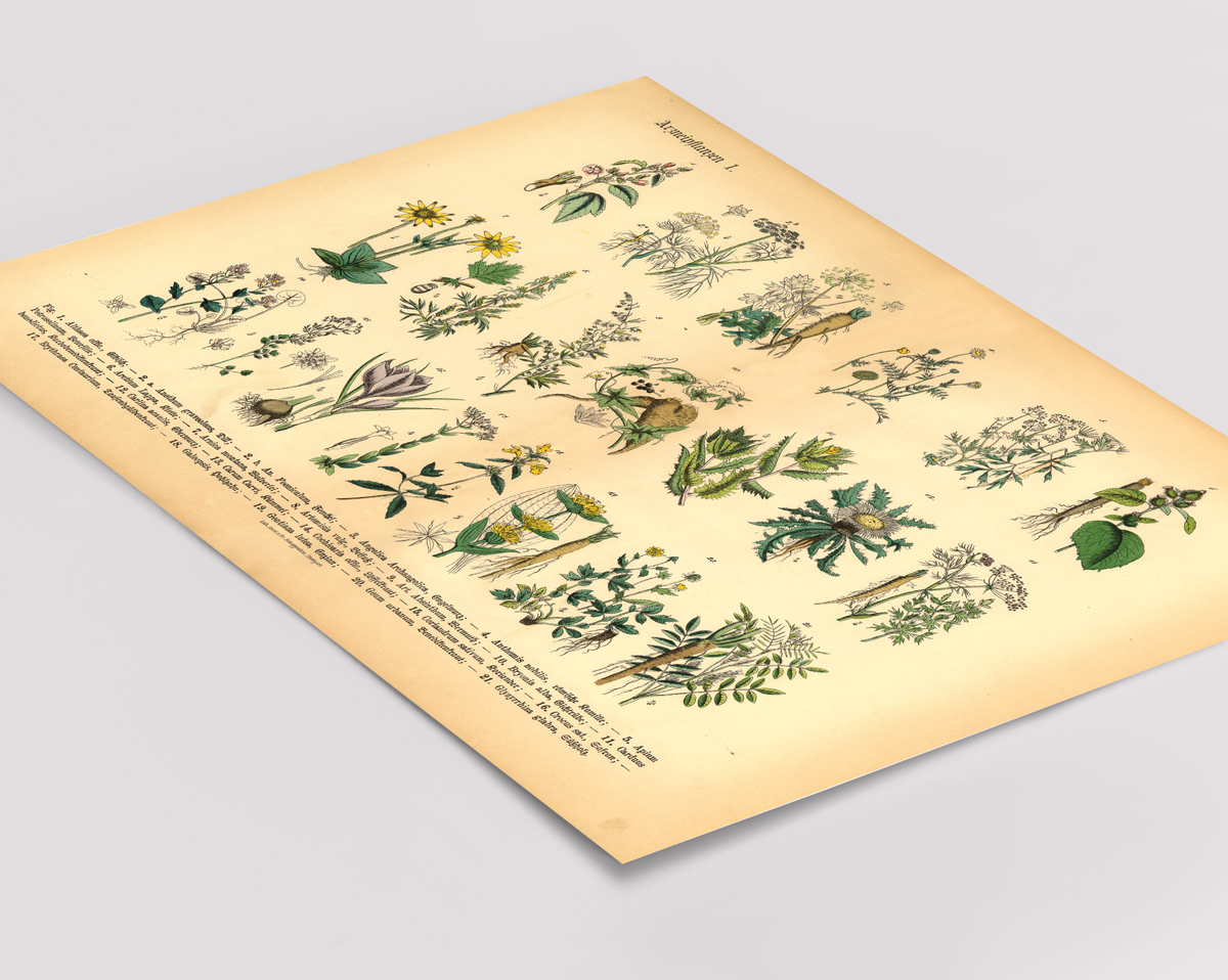 Kräuter & Arzneipflanzen Poster | Bild Vintage Illustration 1