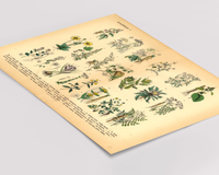 Kräuter & Arzneipflanzen Poster | Bild Vintage Illustration 1
