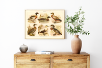 Das Poster von Enten ist eine Vintage Lithographie aus Meyers Koversations-Lexikon aus dem Jahr 1890. 