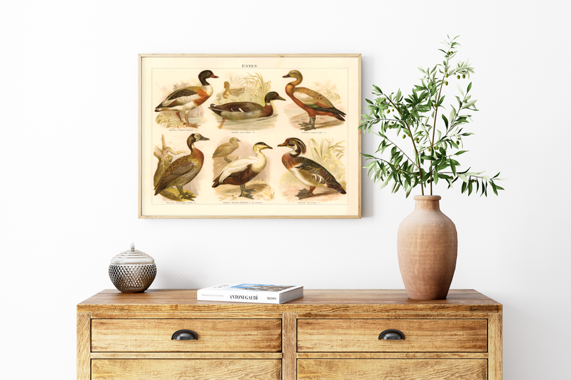 Das Poster von Enten ist eine Vintage Lithographie aus Meyers Koversations-Lexikon aus dem Jahr 1890. 