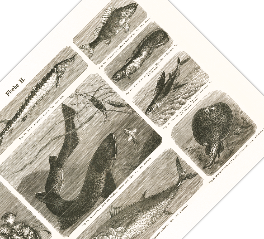 Das Poster von Vögeln ist eine Vintage Lithographie aus Meyers Koversations-Lexikon aus dem Jahr 1890.