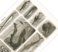 Das Poster von Vögeln ist eine Vintage Lithographie aus Meyers Koversations-Lexikon aus dem Jahr 1890.