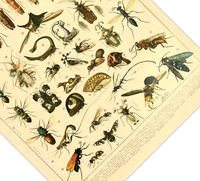 Das Poster zu Insekten ist eine Illustration des französischen Künstlers Adolphe Millot. Das Bild zeigt unterschiedliche Insektenarten.