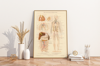 Das medizinische Poster der Blutgefässe des Menschen ist eine Vintage Lithographie aus Meyers Koversations-Lexikon aus dem Jahr 1890.
