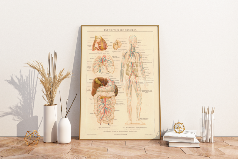 Das medizinische Poster der Blutgefässe des Menschen ist eine Vintage Lithographie aus Meyers Koversations-Lexikon aus dem Jahr 1890.