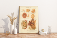Das medizinische Poster der Entwicklung des Menschen ist eine Vintage Lithographie aus Meyers Koversations-Lexikon aus dem Jahr 1890.
