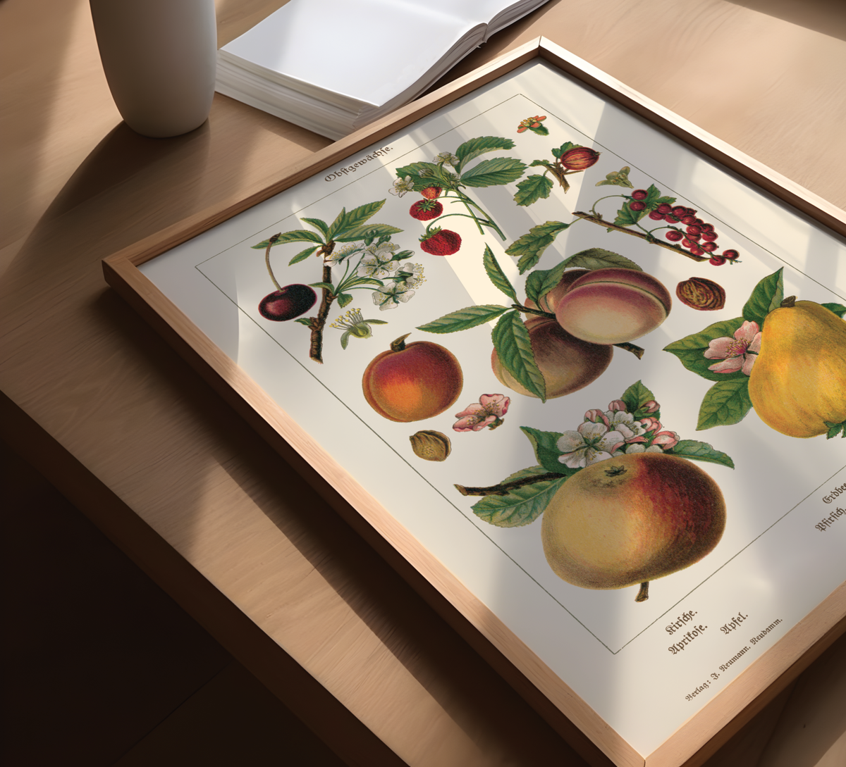 Vintage botanisches Poster mit Illustrationen von Kirsche, Aprikose, Apfel, Pfirsich, Erdbeere, Stachelbeere, Johannisbeere und Quitte im Stil eines historischen Naturkundebuchs von 1900, hochwertiger Kunstdruck auf mattem Papier.