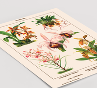 Das Vintage-Poster zeigt verschiedene Orchideen Arten. Es ist ca. 1900 entstanden.