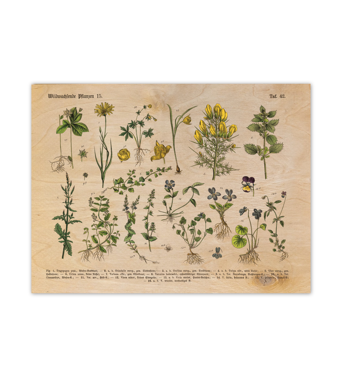 Vintage-Illustration verschiedener wildwachsender Pflanzen und Blumen, gedruckt auf ein 30x40 cm großes, helles Birkensperrholz-Paneel mit sichtbarer Holzmaserung und 9mm Tiefe.