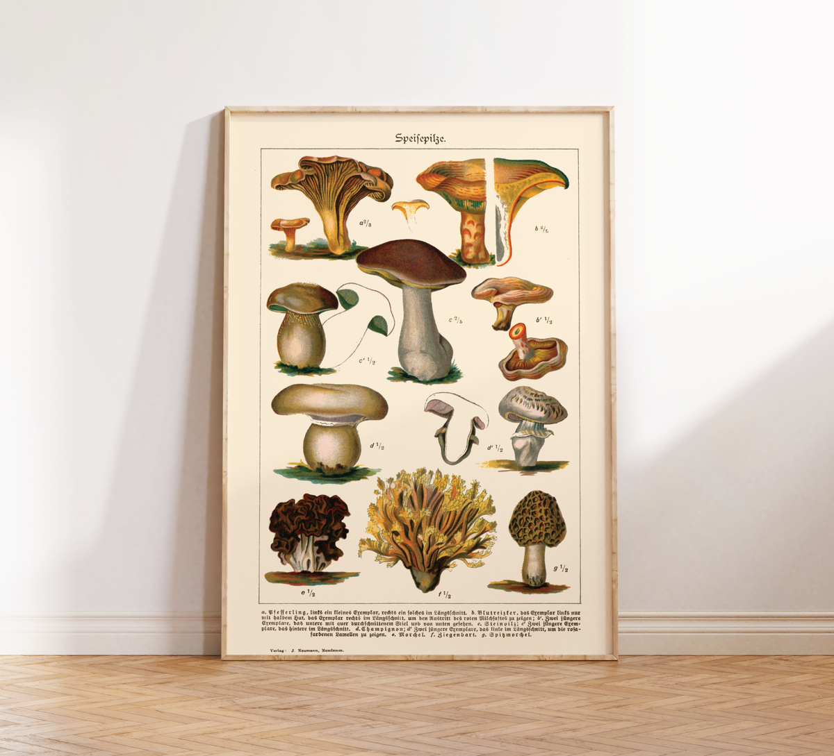 Dieses Vintage-Poster von genießbaren Pilzen ist eine gezeichnete von ca. 1900 und zeigt giftige, heimische Pilze.