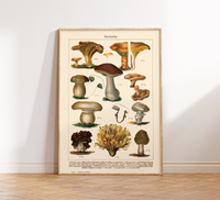 Dieses Vintage-Poster von genießbaren Pilzen ist eine gezeichnete von ca. 1900 und zeigt giftige, heimische Pilze.