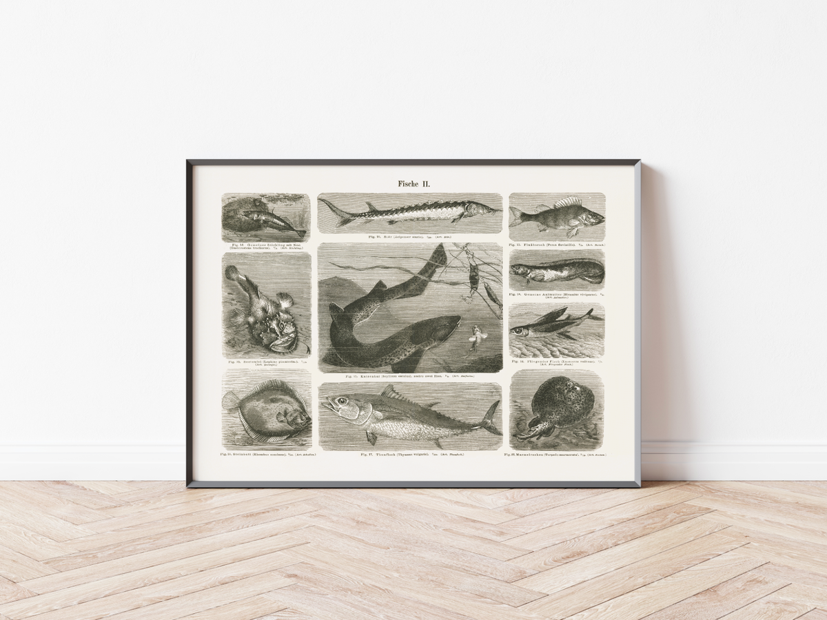 Das Poster von Vögeln ist eine Vintage Lithographie aus Meyers Koversations-Lexikon aus dem Jahr 1890.