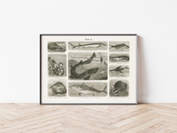 Das Poster von Vögeln ist eine Vintage Lithographie aus Meyers Koversations-Lexikon aus dem Jahr 1890.