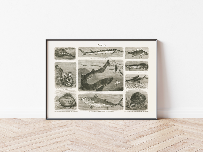 Das Poster von Vögeln ist eine Vintage Lithographie aus Meyers Koversations-Lexikon aus dem Jahr 1890.