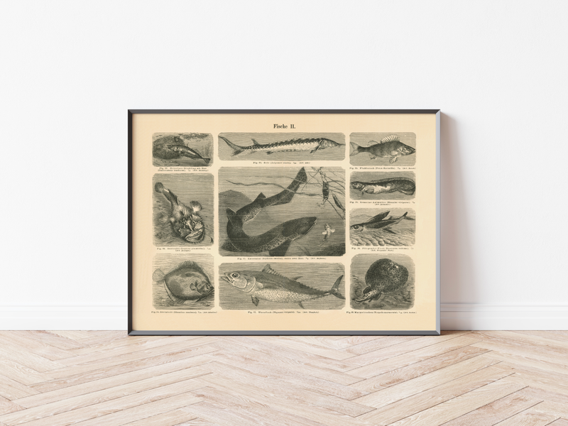 Das Poster von Vögeln ist eine Vintage Lithographie aus Meyers Koversations-Lexikon aus dem Jahr 1890.