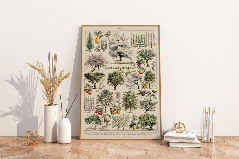 Das botanische Poster zu Obstbäumen ist eine Illustration des französischen Künstlers Adolphe Millot.