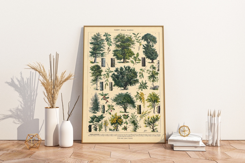 Das botanische Poster zu Bäumen des Waldes ist eine Illustration des französischen Künstlers Adolphe Millot.