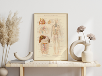 Das medizinische Poster der Blutgefässe des Menschen ist eine Vintage Lithographie aus Meyers Koversations-Lexikon aus dem Jahr 1890.