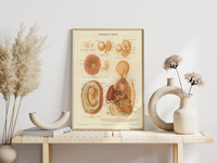 Das medizinische Poster der Entwicklung des Menschen ist eine Vintage Lithographie aus Meyers Koversations-Lexikon aus dem Jahr 1890.