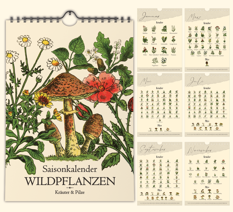 Saisonkalender mit Vintage-Illustrationen zeigt monatlich Wildkräuter & Pilze. Mit Infos zu Ernte, Nutzung & Fundort. Hochwertiger A4-Druck – ideal für Küche oder als Geschenk.