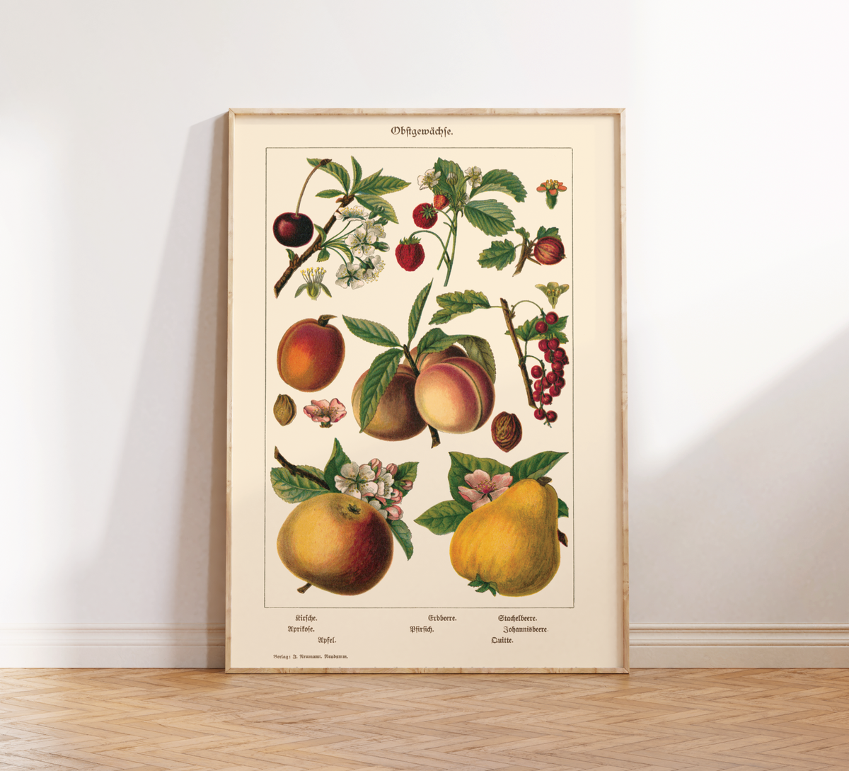 Vintage botanisches Poster mit Illustrationen von Kirsche, Aprikose, Apfel, Pfirsich, Erdbeere, Stachelbeere, Johannisbeere und Quitte im Stil eines historischen Naturkundebuchs von 1900, hochwertiger Kunstdruck auf mattem Papier.