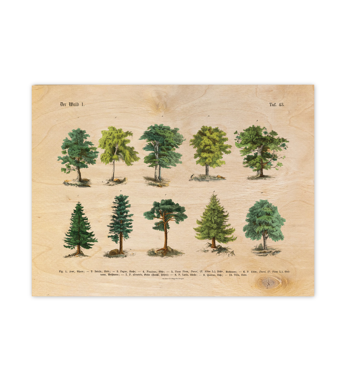 Botanische Wald-Illustration als UV-Direktdruck auf einer 9mm starken Birkenholzplatte. Die natürliche Holzmaserung scheint durch das Vintage-Baummotiv hindurch.