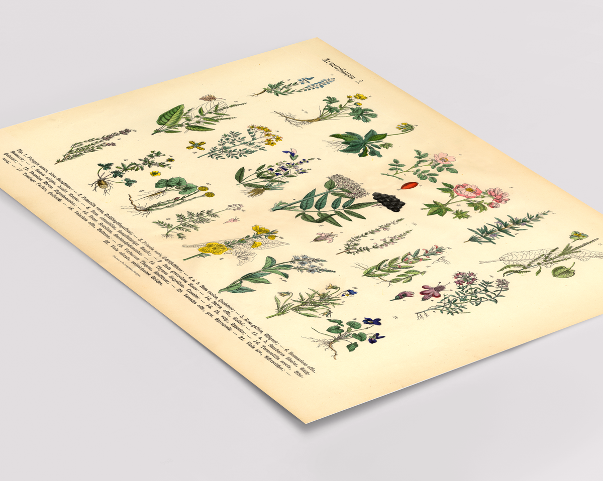 Vintage Poster – Kräuter & Arzneipflanzen. Detaillierte botanische Illustration mit Pflanzennamen – perfekt für Natur- und Vintage-Liebhaber! Ideal für Küche & Wohnraum!