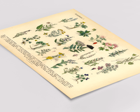 Vintage Poster – Kräuter & Arzneipflanzen. Detaillierte botanische Illustration mit Pflanzennamen – perfekt für Natur- und Vintage-Liebhaber! Ideal für Küche & Wohnraum!