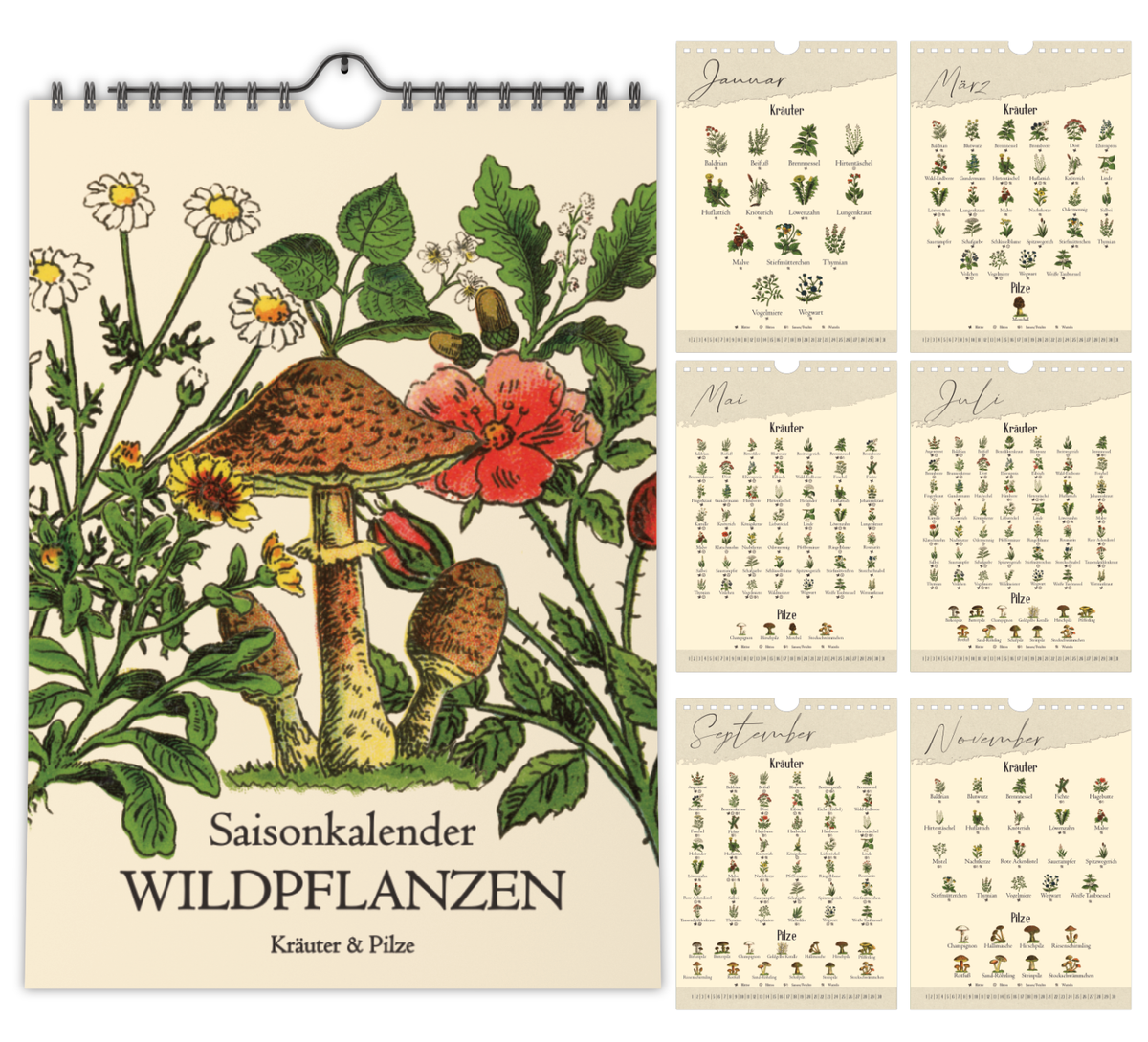 A4-Wandkalender mit historischen Illustrationen von Wildpflanzen, Kräutern und Pilzen aus der Zeit um 1900; Monatsübersicht mit saisonalen Pflanzen, hochwertiger Fineart-Druck auf Premium-Papier, Vintage-Design mit schwarzer Spiralbindung.
