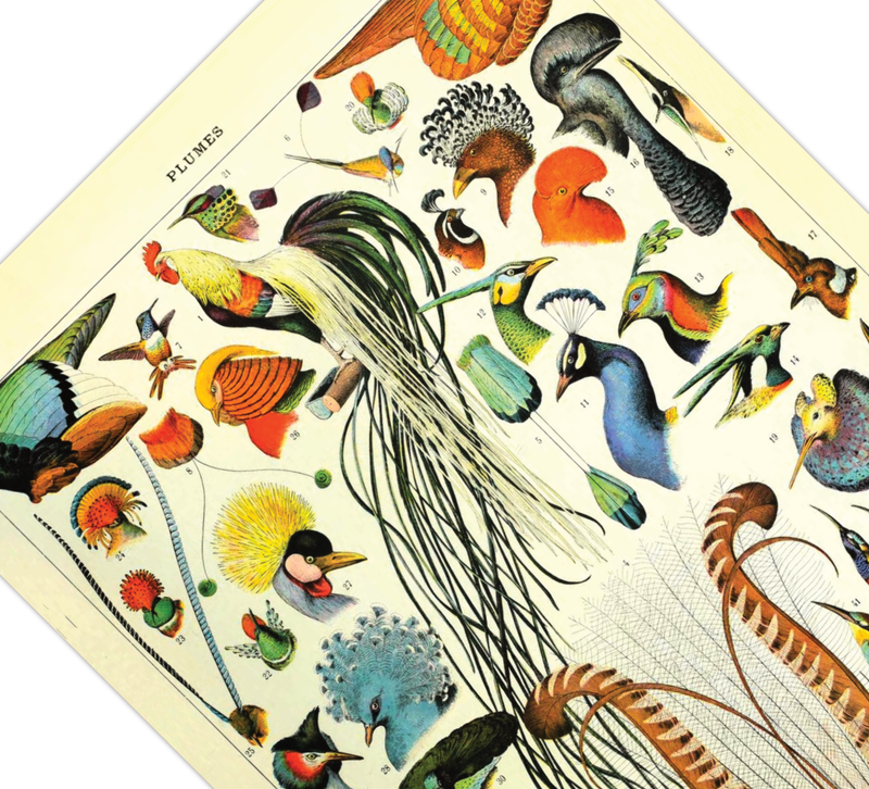 Das Poster zu Vögeln ist eine Illustration des französischen Künstlers Adolphe Millot. 