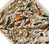 Das Poster zu Vögeln ist eine Illustration des französischen Künstlers Adolphe Millot.