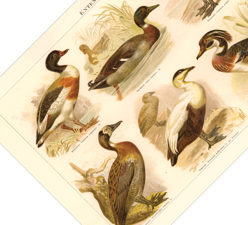 Das Poster von Enten ist eine Vintage Lithographie aus Meyers Koversations-Lexikon aus dem Jahr 1890. 