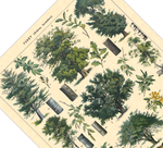 Das botanische Poster zu Bäumen des Waldes ist eine Illustration des französischen Künstlers Adolphe Millot.