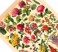 Das botanische Poster zu Blumen ist eine Illustration des französischen Künstlers Adolphe Millot. 