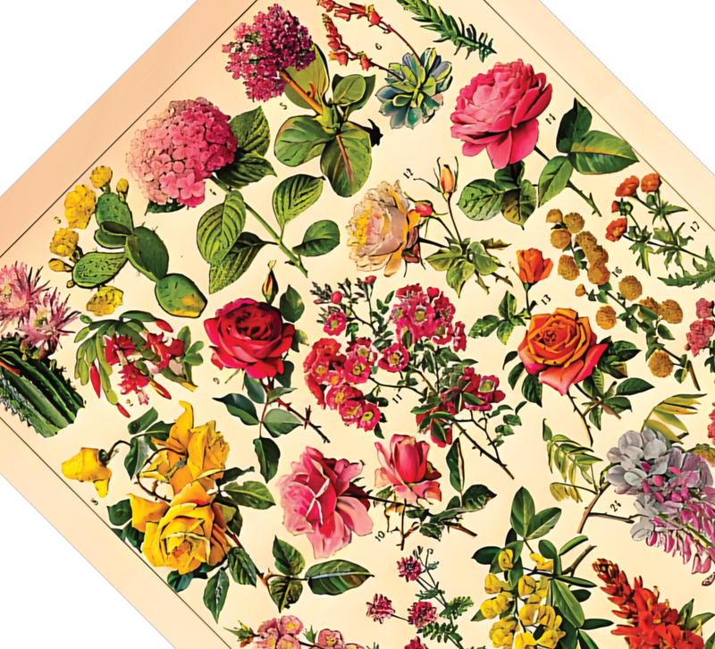 Das botanische Poster zu Blumen ist eine Illustration des französischen Künstlers Adolphe Millot. 