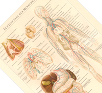 Das medizinische Poster der Blutgefässe des Menschen ist eine Vintage Lithographie aus Meyers Koversations-Lexikon aus dem Jahr 1890.