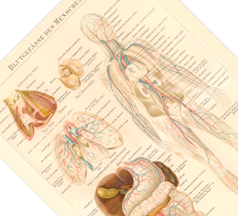 Das medizinische Poster der Blutgefässe des Menschen ist eine Vintage Lithographie aus Meyers Koversations-Lexikon aus dem Jahr 1890.