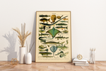 Das Poster zu Fischen ist eine Illustration des französischen Künstlers Adolphe Millot.
