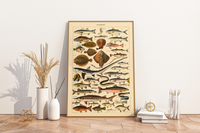 Das Poster zu Fischen ist eine Illustration des französischen Künstlers Adolphe Millot.