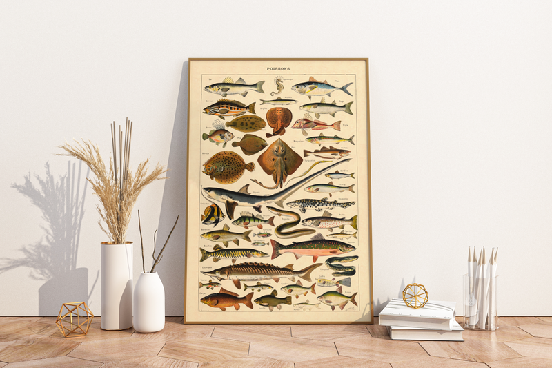 Das Poster zu Fischen ist eine Illustration des französischen Künstlers Adolphe Millot.