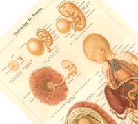 Das medizinische Poster der Entwicklung des Menschen ist eine Vintage Lithographie aus Meyers Koversations-Lexikon aus dem Jahr 1890.