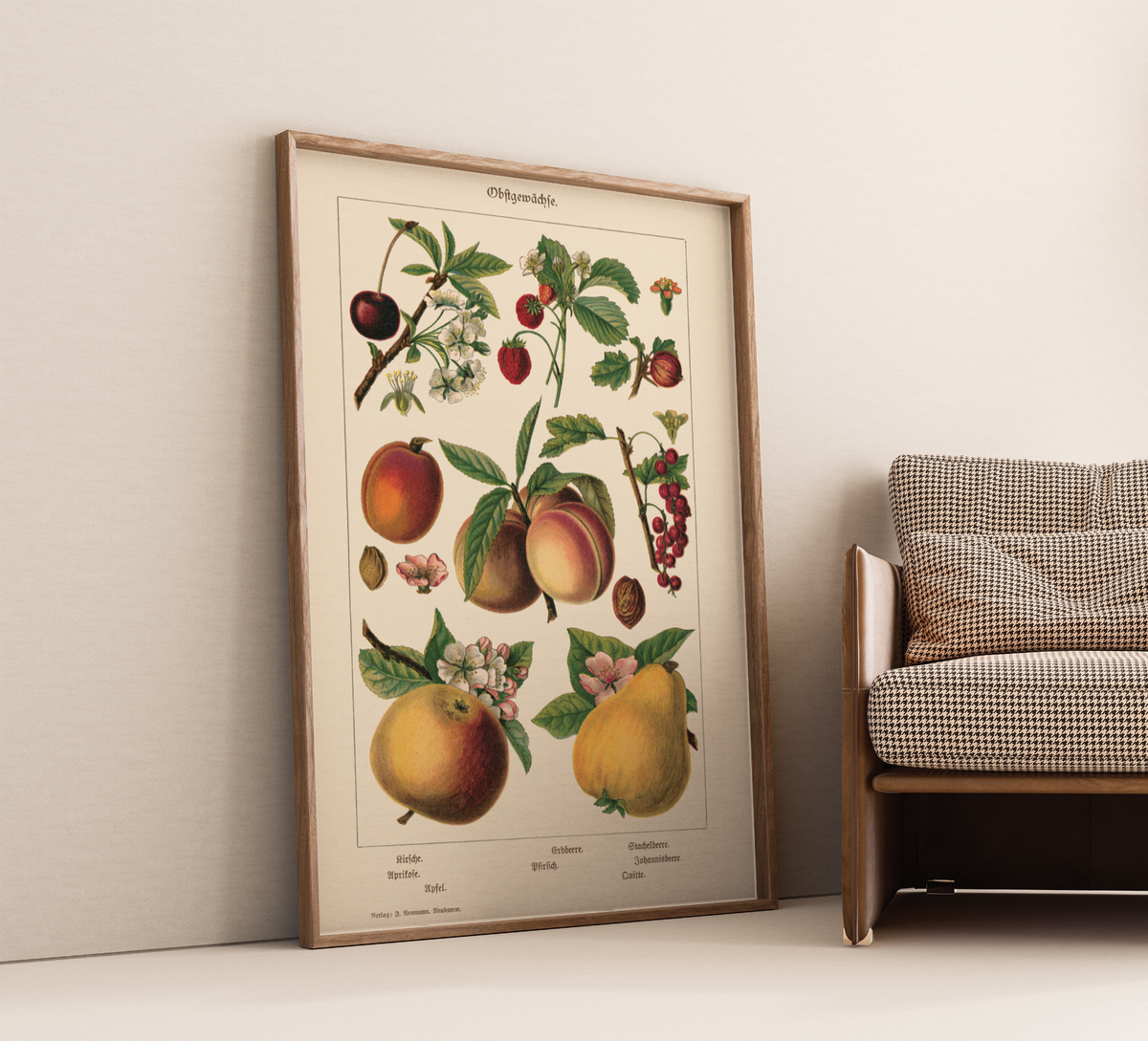 Vintage botanisches Poster mit Illustrationen von Kirsche, Aprikose, Apfel, Pfirsich, Erdbeere, Stachelbeere, Johannisbeere und Quitte im Stil eines historischen Naturkundebuchs von 1900, hochwertiger Kunstdruck auf mattem Papier.