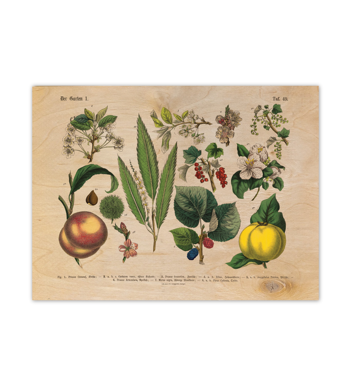 Vintage botanische Illustration „Der Garten“ gedruckt auf einer 9mm dicken Birkensperrholzplatte im Format 30x40 cm, präsentiert auf einer kleinen Holzstaffelei vor weißem Hintergrund.