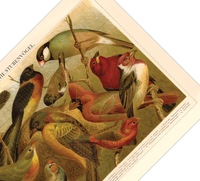 Das Poster von ausländischen Vögeln ist eine Vintage Lithographie aus Meyers Koversations-Lexikon aus dem Jahr 1890. 