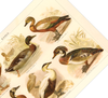 Das Poster von Enten ist eine Vintage Lithographie aus Meyers Koversations-Lexikon aus dem Jahr 1890. 