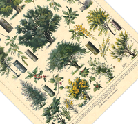 Das botanische Poster zu Bäumen des Waldes ist eine Illustration des französischen Künstlers Adolphe Millot.