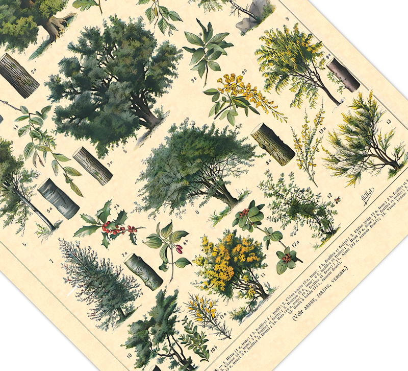 Das botanische Poster zu Bäumen des Waldes ist eine Illustration des französischen Künstlers Adolphe Millot.
