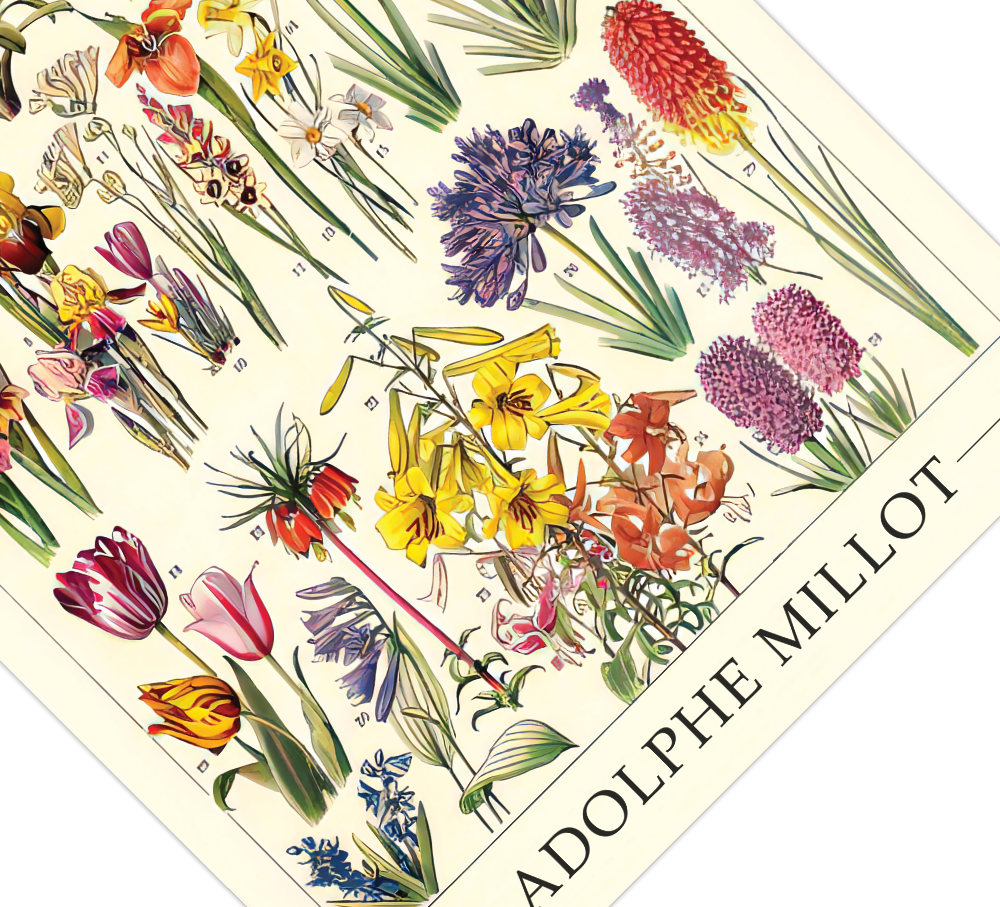 Das botanische Poster zu Blumen ist eine Illustration des französischen Künstlers Adolphe Millot. 
