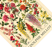 Das botanische Poster zu Blumen ist eine Illustration des französischen Künstlers Adolphe Millot. 