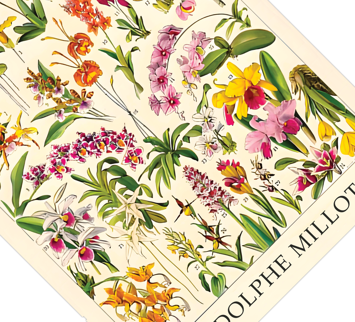 Das botanische Poster zu Blumen ist eine Illustration des französischen Künstlers Adolphe Millot. 